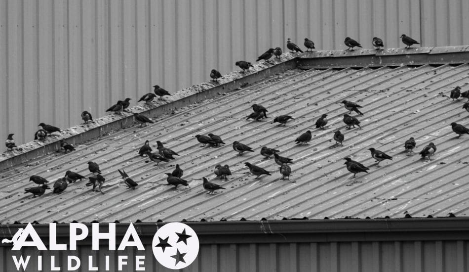 birds on commercial building in Nashville TN