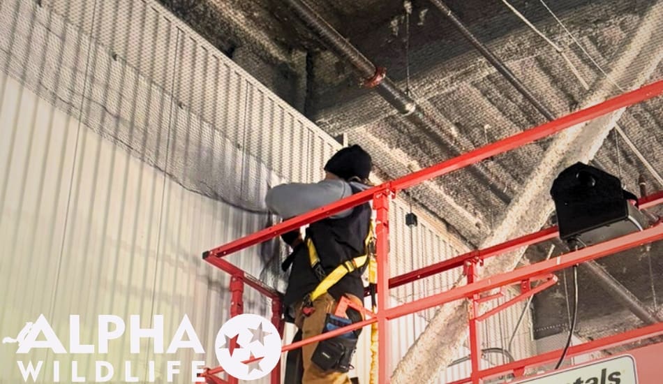 Bird netting being installed in commercial building by Alpha Wildlife