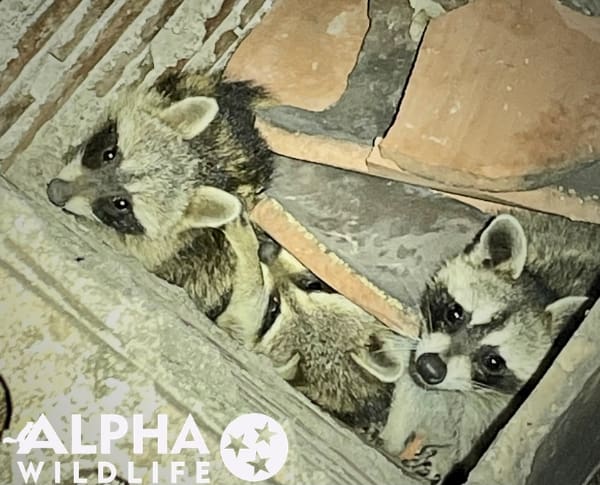 Chattanooga Raccoon Removal