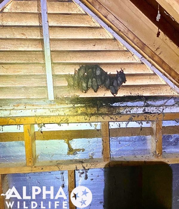 Knoxville bat removal from attic