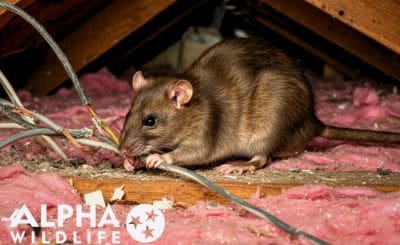 mouse in attic