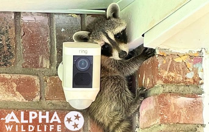 humane raccoon removal from outside of home