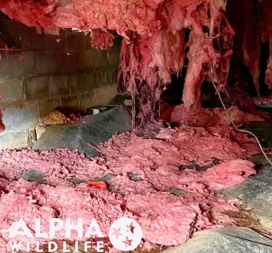 rat damage in crawlspace