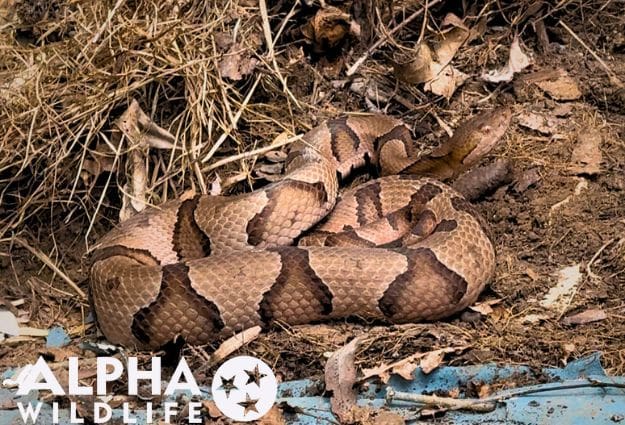 snake removal from backyard in Collierville TN