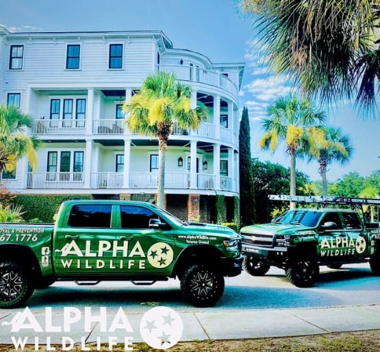 Alpha Wildlife Charleston Trucks
