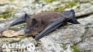 Bat photo