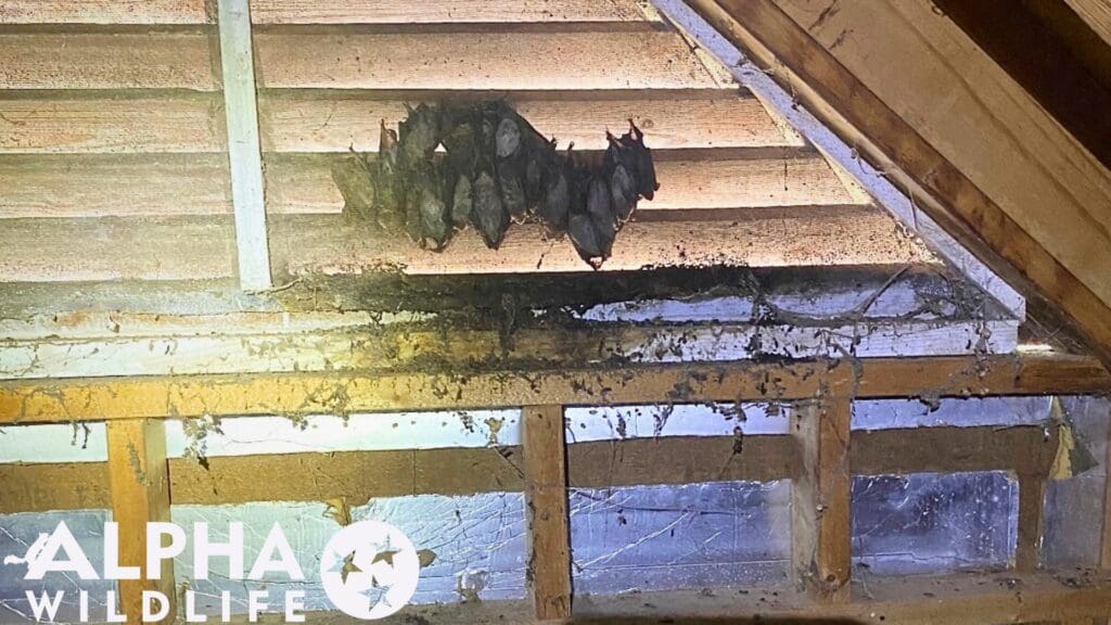 Bats in Germantown Attic