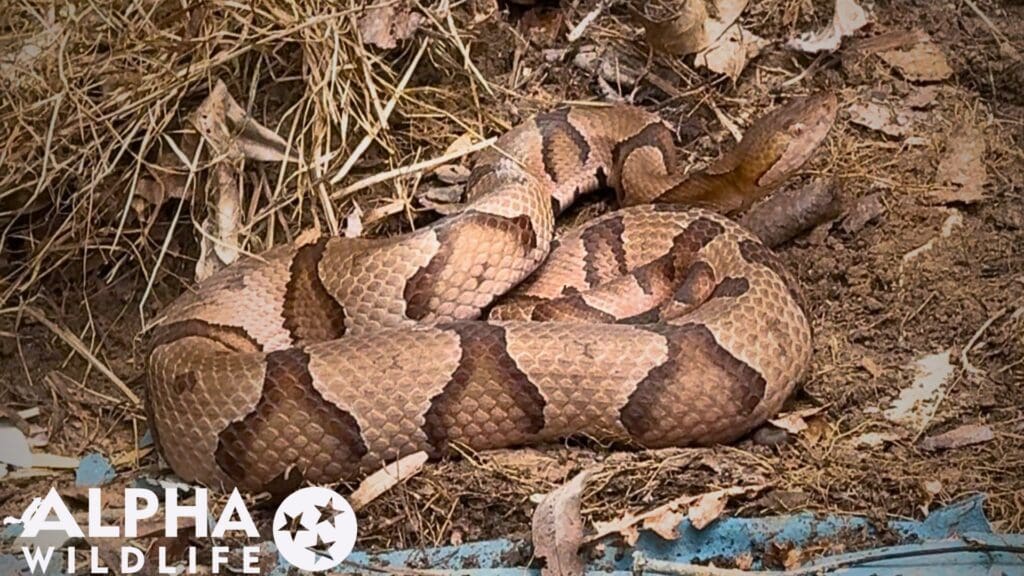 Charleston snake removal 