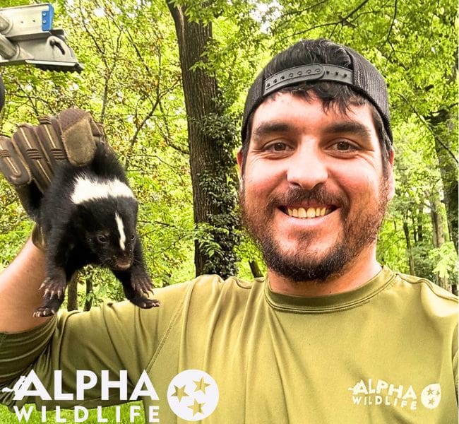 Skunk removal Columbia SC