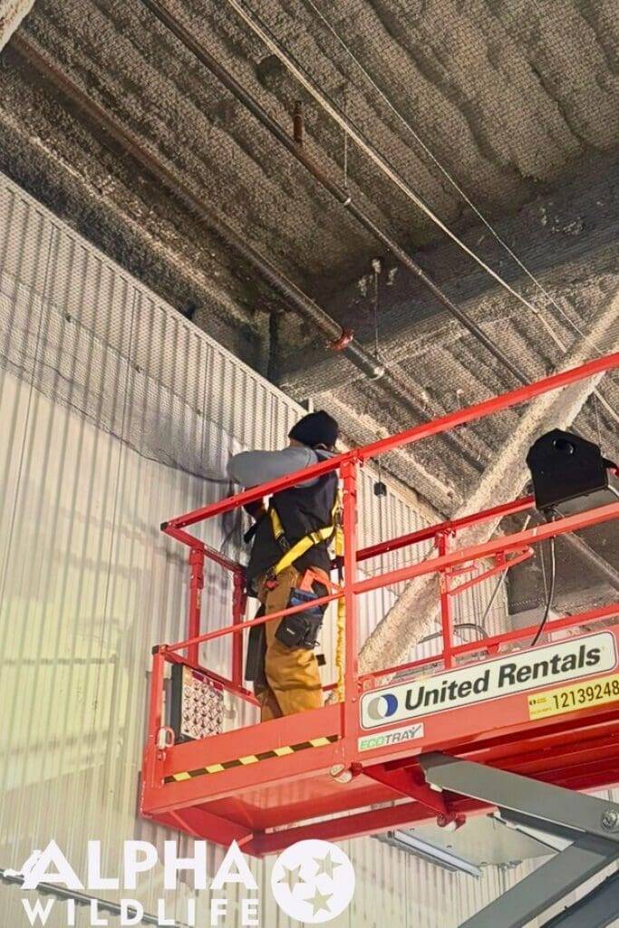 Commercial bird removal Knoxville TN