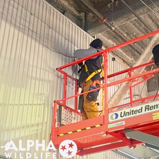 Nashville commercial bird control deterrent installation