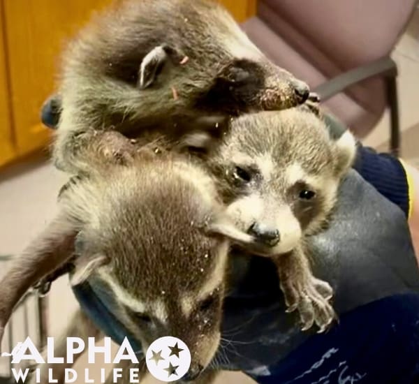 Raccoon removal Charleston SC