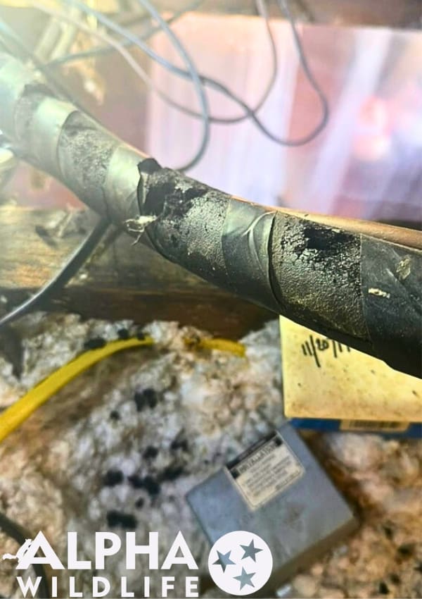 Rat damage in attic Charleston sc