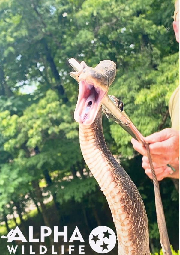 snake control Charleston SC