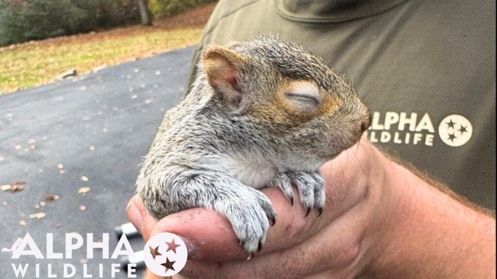 squirrel removal in Germantown TN