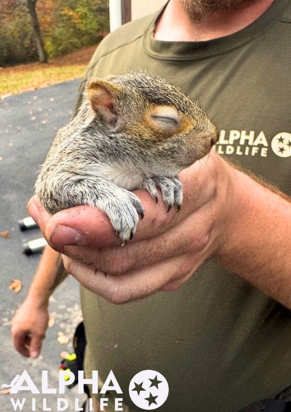 Squirrel removal Columbia SC