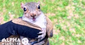 Squirrel removal Hendersonville