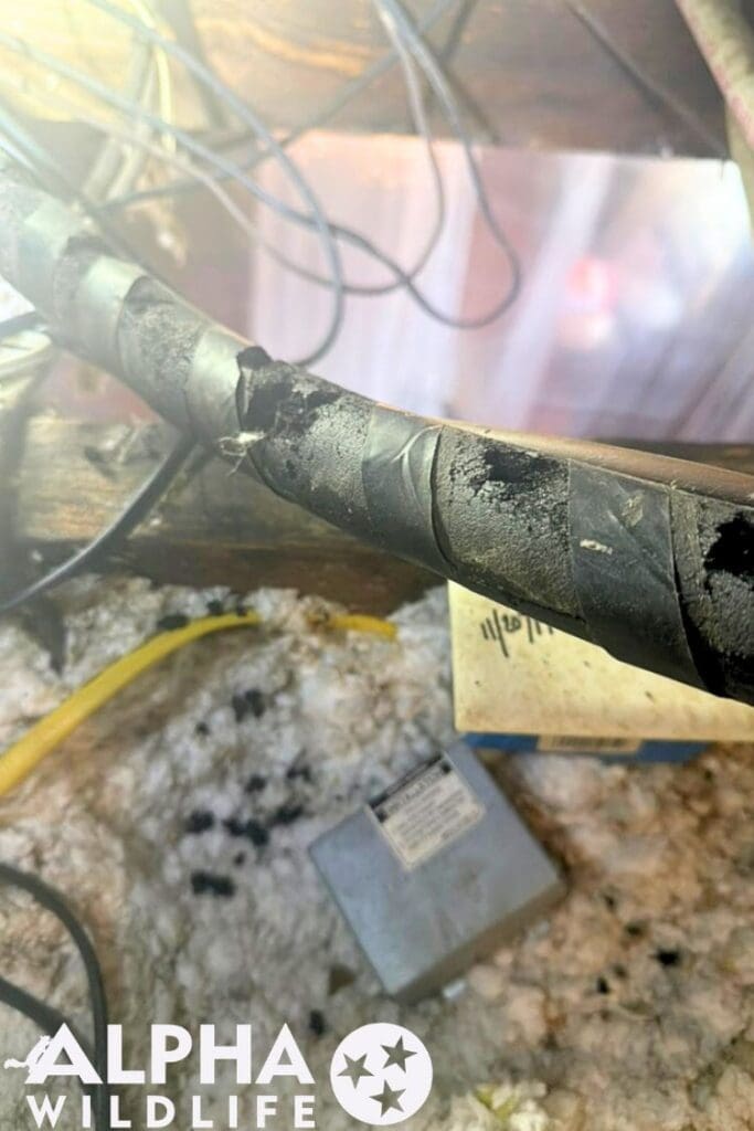 Rat damage in Nashville Attic