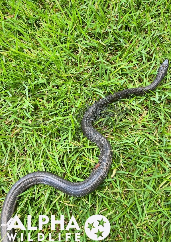 snake removal from backyard