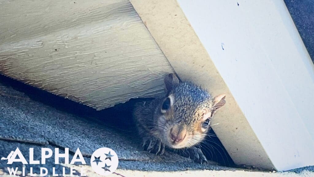 squirrel on roof