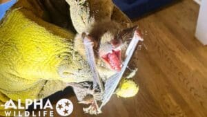 Bat Removal From Brentwood Home