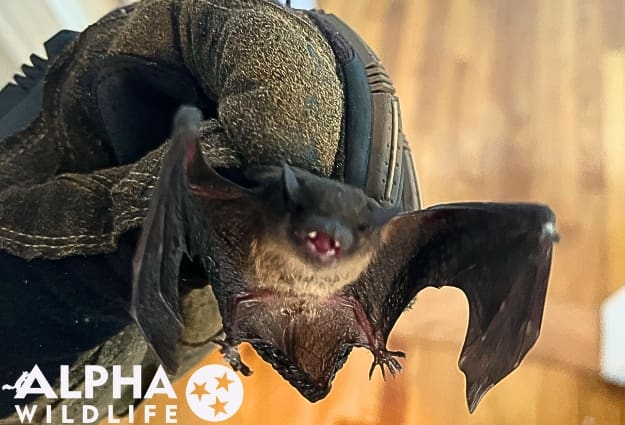 Bat control Memphis TN