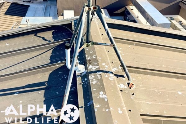 bird droppings on commercial building in Charleston SC