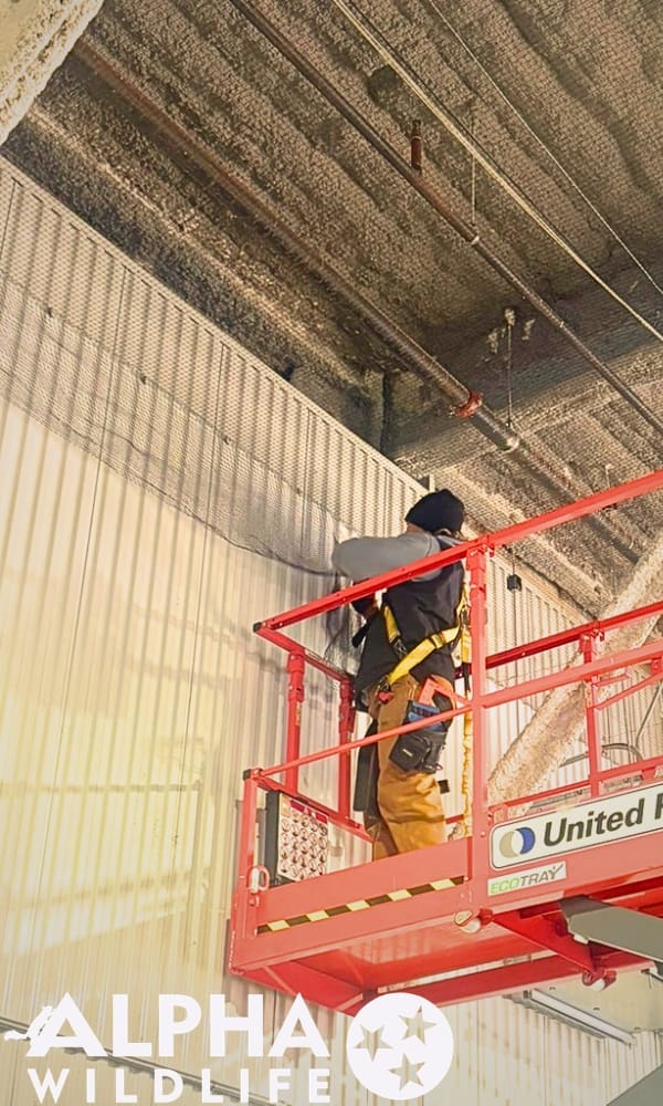 Charleston bird control