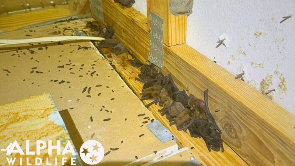 Humane bat removal Memphis TN