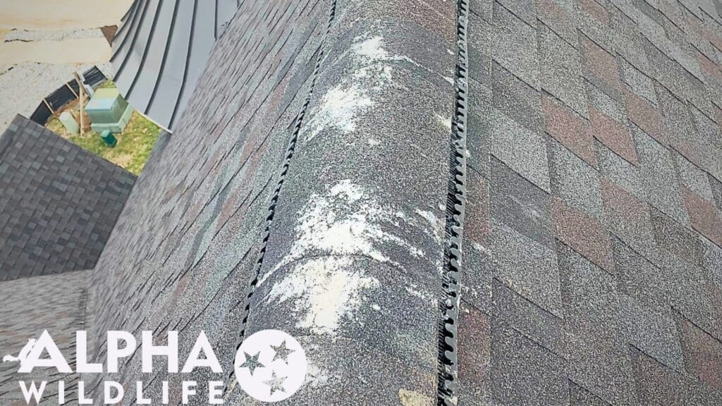 Bird droppings on roof