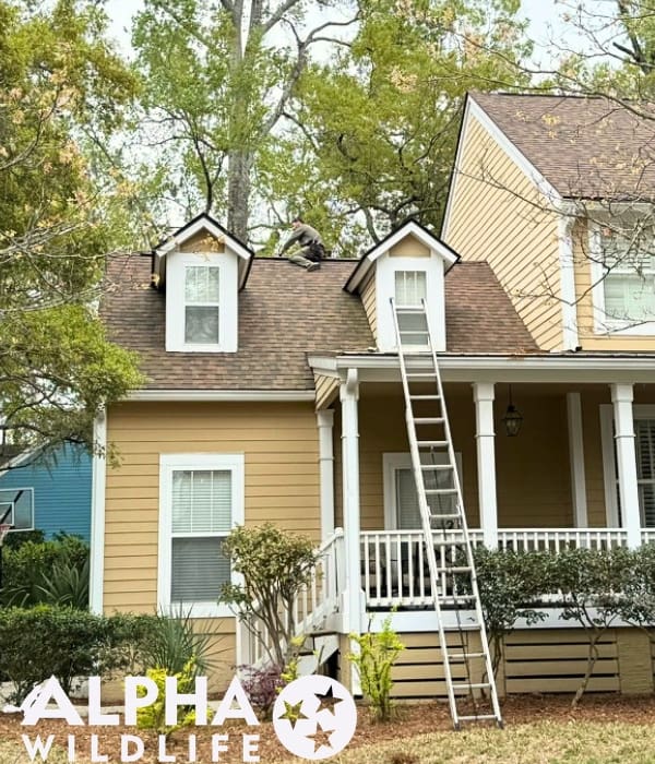 Bird exclusion Charleston SC
