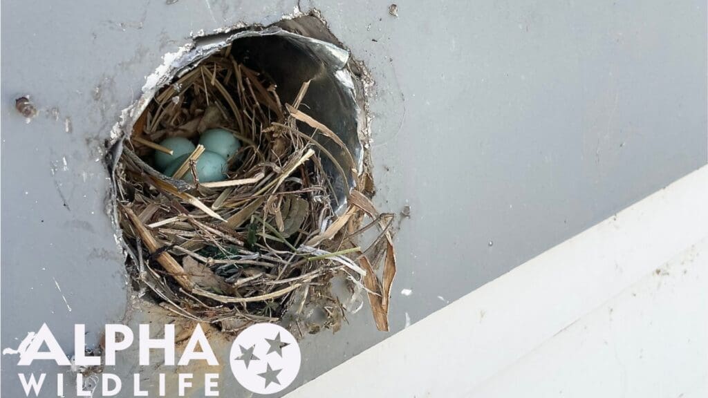 bird nest in vent Charleston SC
