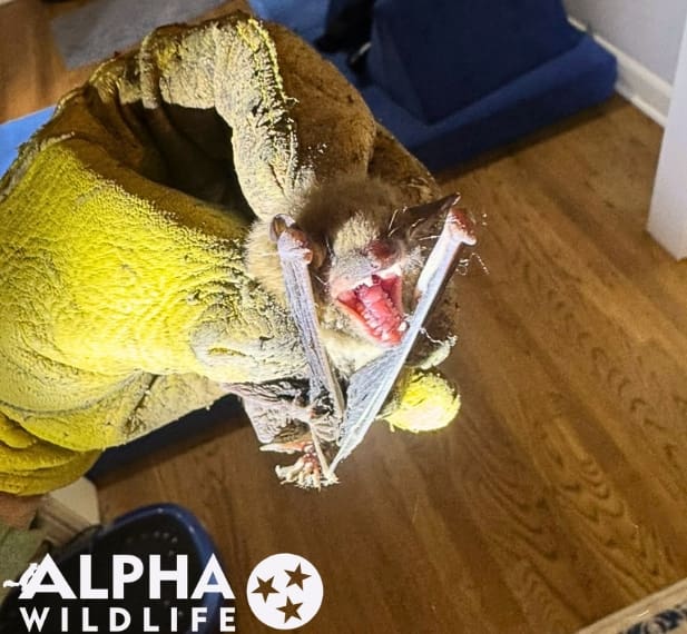 professional bat removal Memphis TN